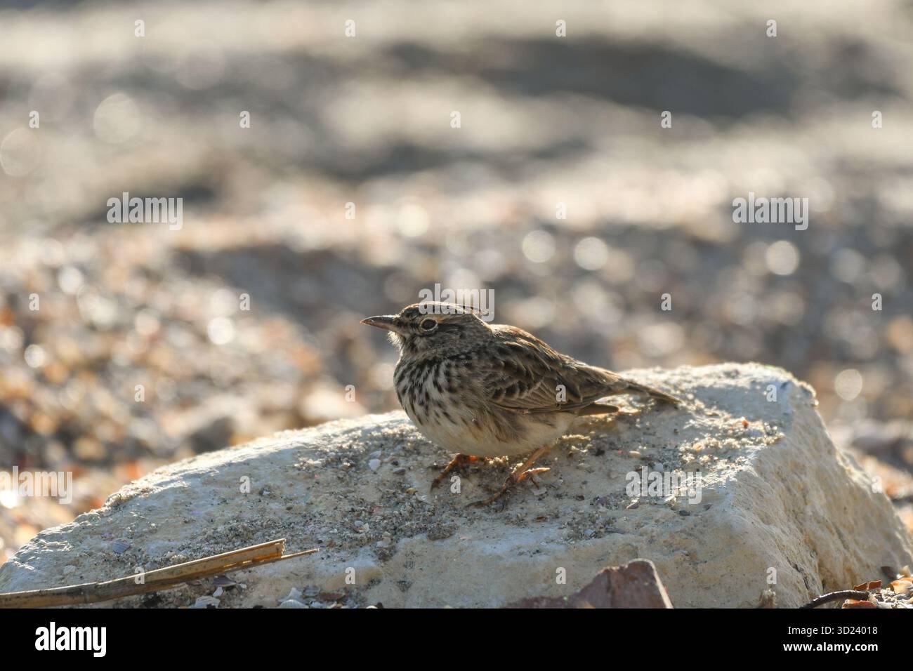 Le Lark à crête (Galerida cristata) se trouve sur un rocher dans le désert à l'extérieur du lac Qarun, Fayoum, Égypte Banque D'Images