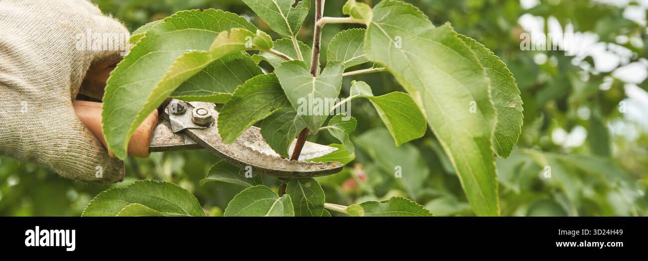Jardinier élaguant des branches de pommier avec des cisailles dans un cadre de jardin verdoyant luxuriant Banque D'Images