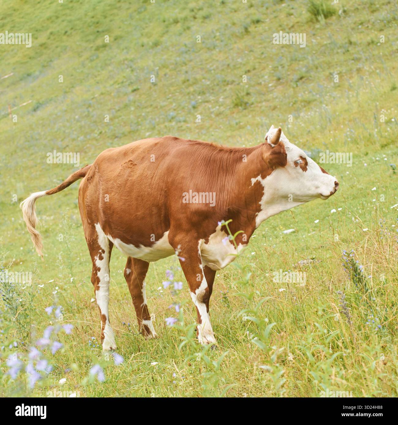 Vache brune et blanche pâturant sur une prairie verte luxuriante par une journée ensoleillée Banque D'Images