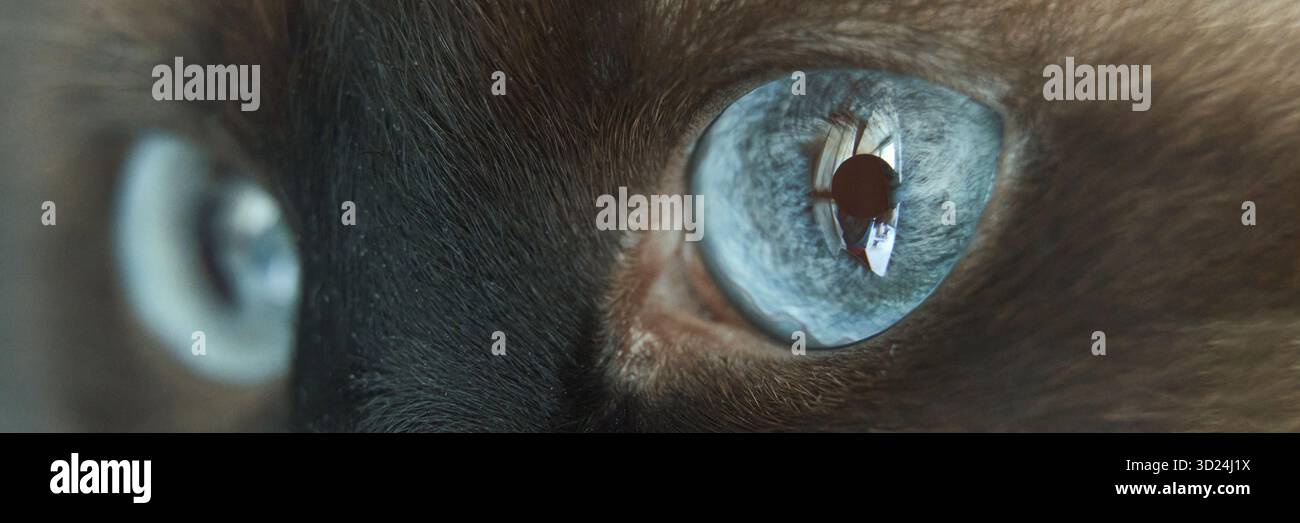 Gros plan des yeux bleus d'un chat reflétant la lumière intérieure avec une texture de fourrure détaillée Banque D'Images