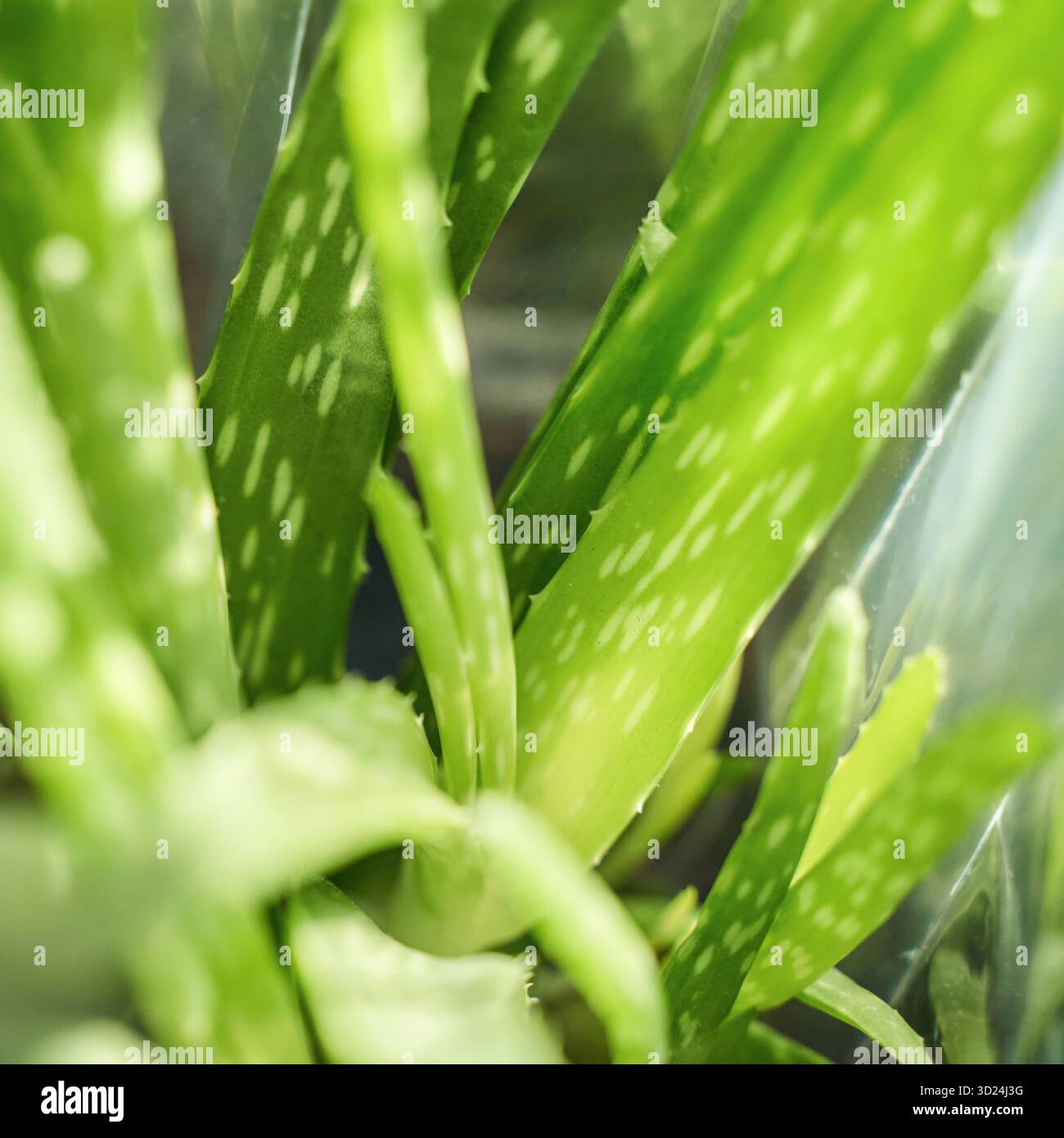 Feuilles de plante d'aloe vera vert vif avec motif naturel et lumière du soleil Banque D'Images