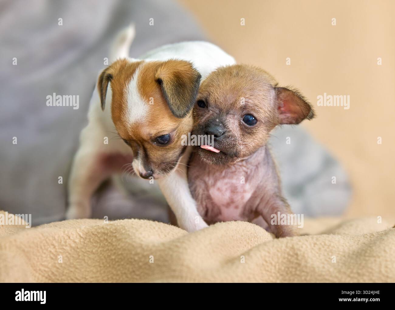 Deux adorables chihuahua chiots câlins ensemble jolie photographie de chien Banque D'Images