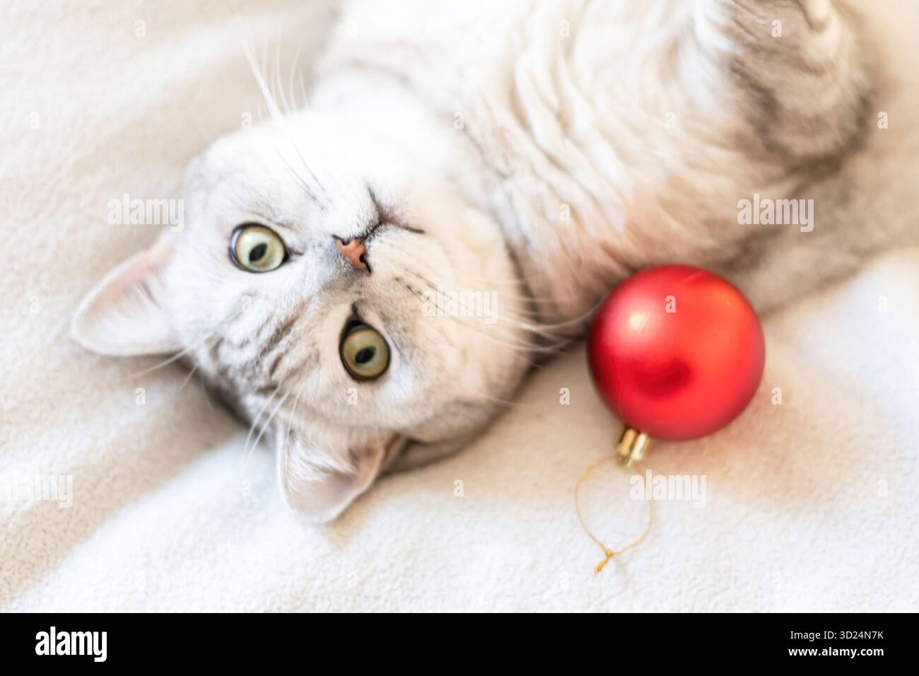 Un chat allongé sur un lit avec une boule rouge à côté. Le chat regarde la caméra les yeux grands ouverts. Banque D'Images