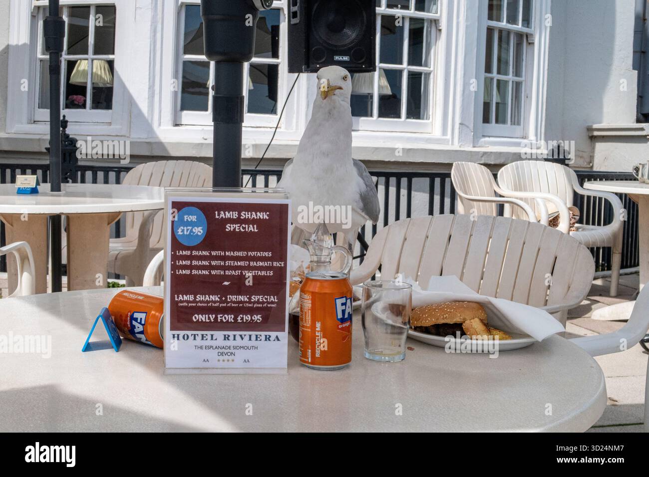 Une mouette récupère la nourriture d'une table de restaurant en bord de mer sur l'Esplanade de Sidmouth, Devon, Angleterre. Mouette volant de la nourriture Banque D'Images