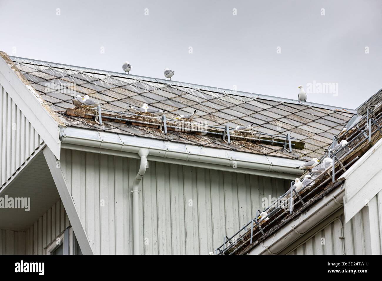 Mouettes niche sur le toit de la maison à Tromso Banque D'Images