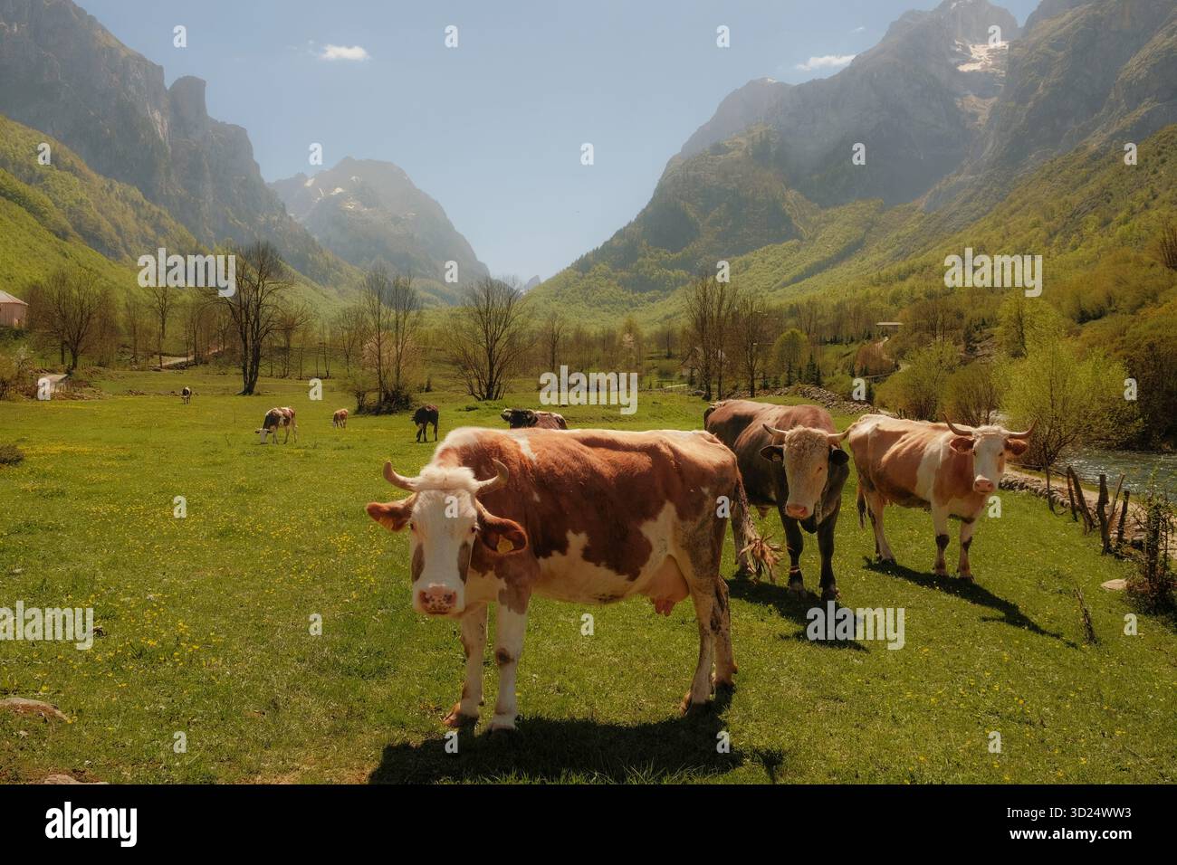 Groupe de vaches debout et pâturant sur une prairie verdoyante entourée de majestueux sommets montagneux et de forêts dans une vallée alpine ensoleillée Banque D'Images
