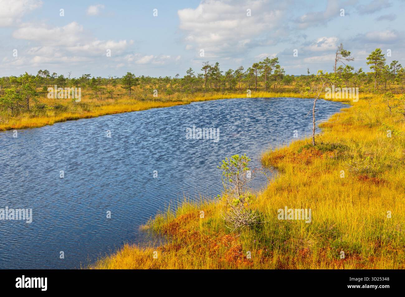 Un lac calme de tourbière reflète le ciel bleu et les pins clairsemés au milieu de la végétation de marais dorés dans le parc national de Soomaa, Estonie. Banque D'Images