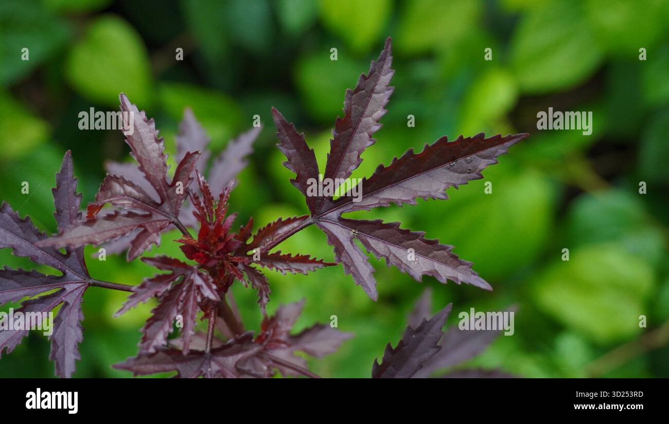 Acajou Splendor Hibiscus Plant Banque D'Images