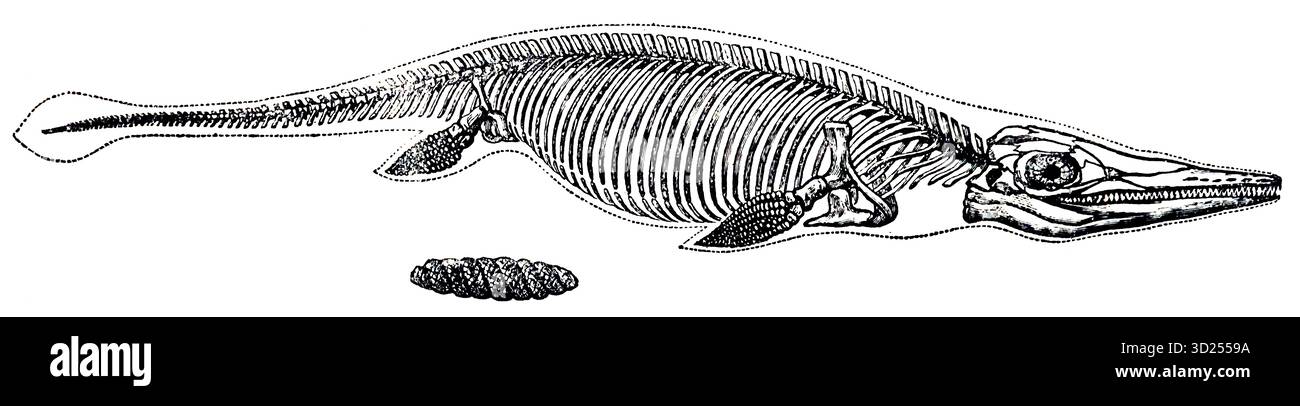Squelette d'un Ichthyosaurus qui vivait dans le genre du Jurassique supérieur en Europe, illustration historique 1900 Banque D'Images