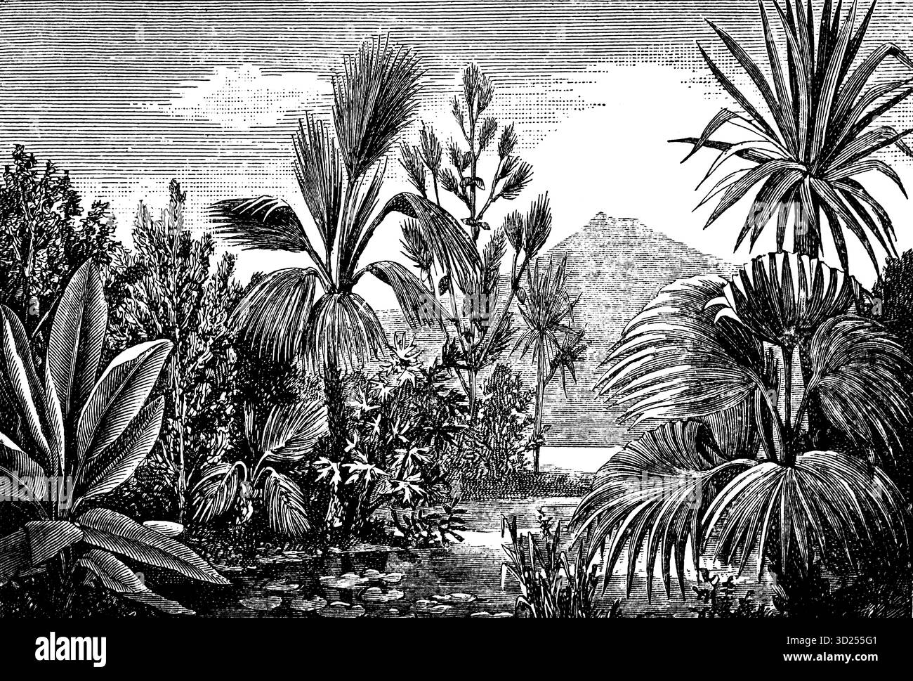 Paysage idéalisé à l'époque de l'éocène, illustration historique 1900 Banque D'Images