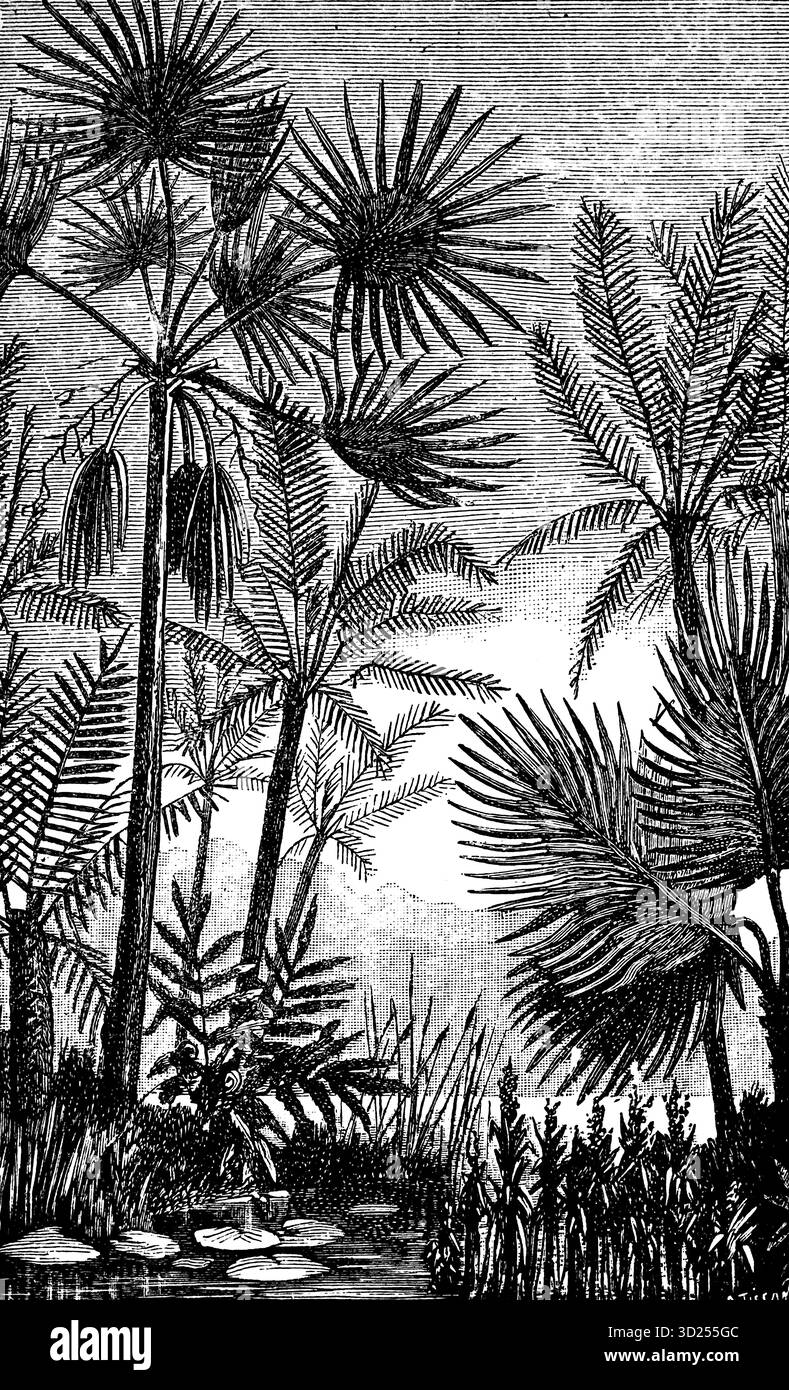 Palmiers européens et cycades (Cycadales) au tertiaire, illustration historique 1900 Banque D'Images