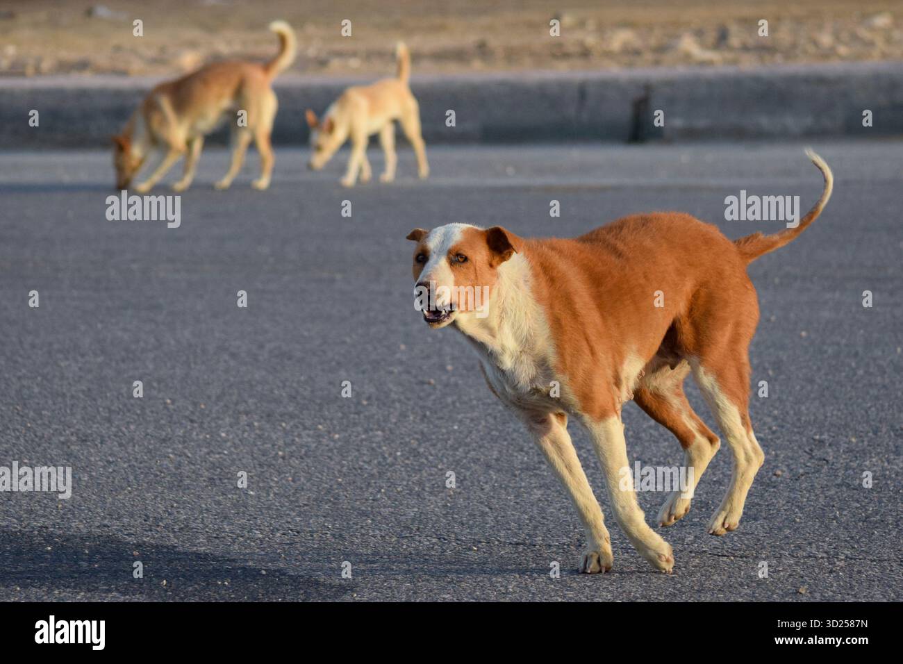 Un chien errant baladi poursuit une voiture dans la vue de fenêtre du Caire Egypte Banque D'Images