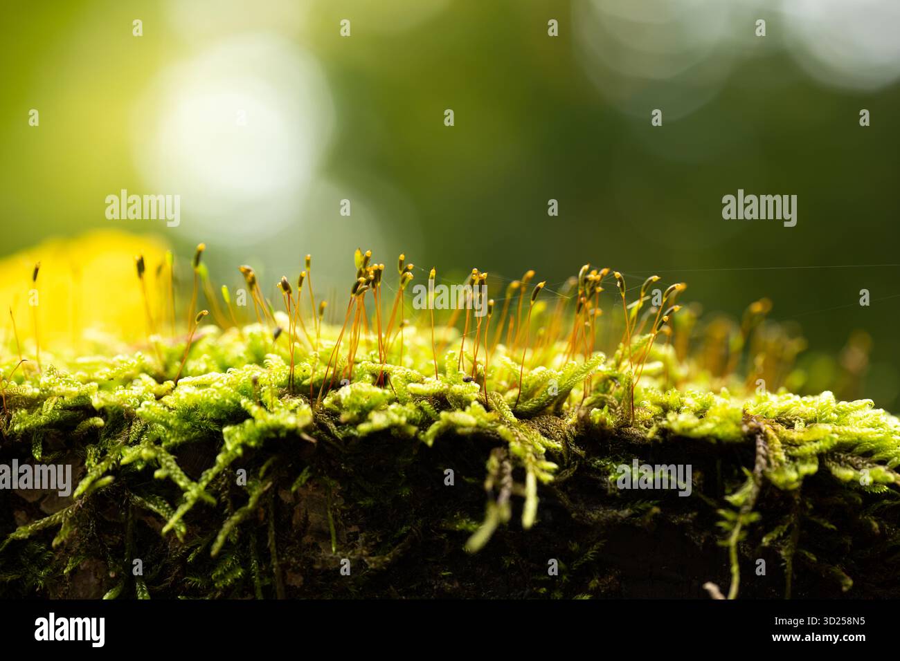 Plan macro de mousse verte avec sporophytes poussant sur une bûche d'arbre dans la forêt. Gros plan macro, angle bas, contre-jour, zones lumineuses bokeh, personne Banque D'Images