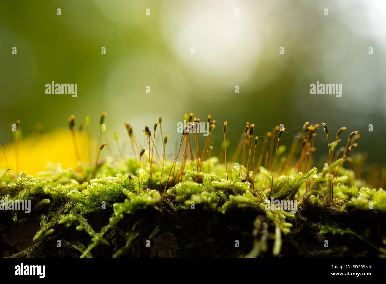 Plan macro de mousse verte avec sporophytes poussant sur une bûche d'arbre dans la forêt. Gros plan macro, angle bas, contre-jour, zones lumineuses bokeh, personne Banque D'Images