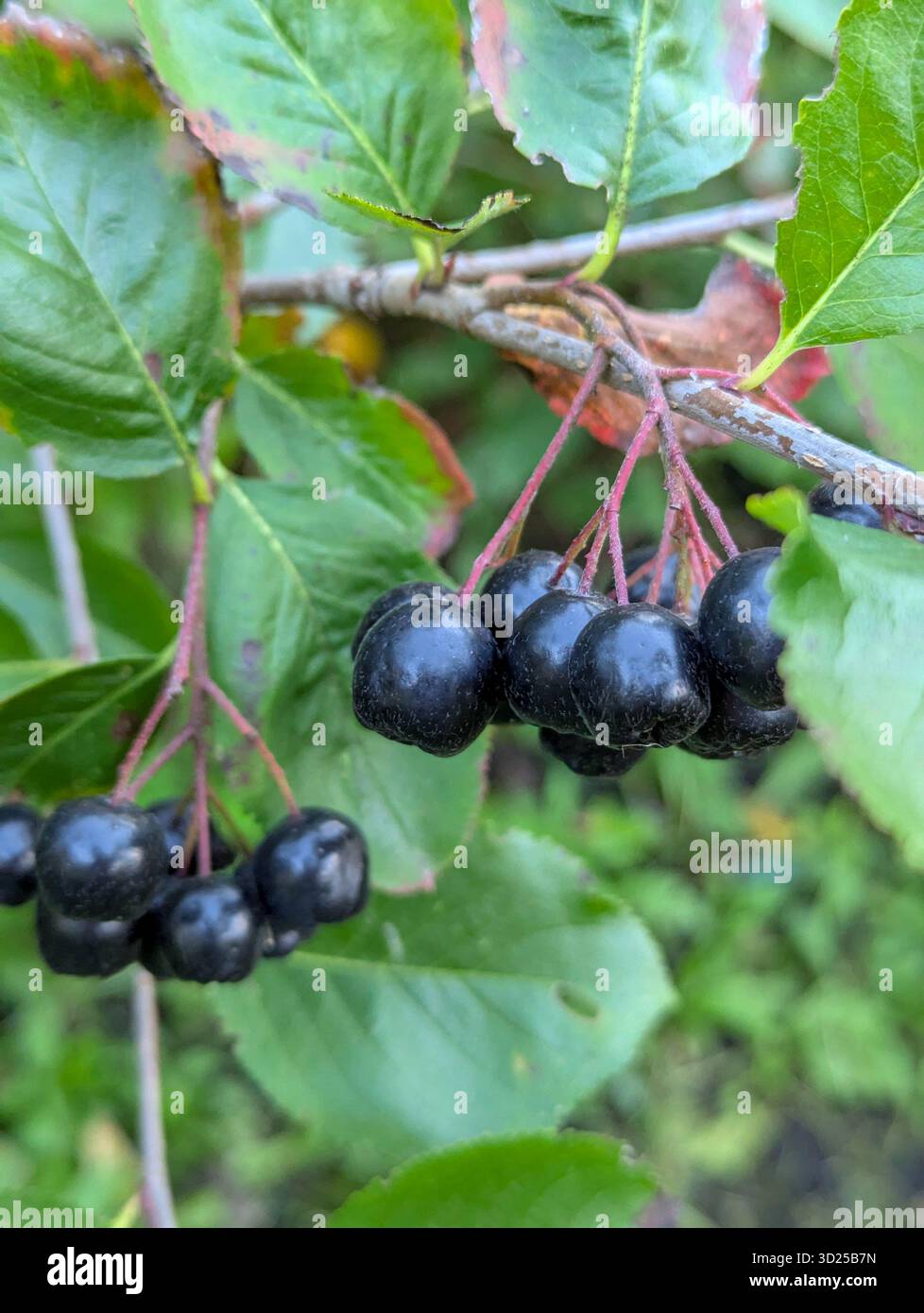 Branche de chokeberry. Black Berry contient des vitamines. Abaisse le cholestérol. Complément alimentaire biologiquement actif sain. Banque D'Images