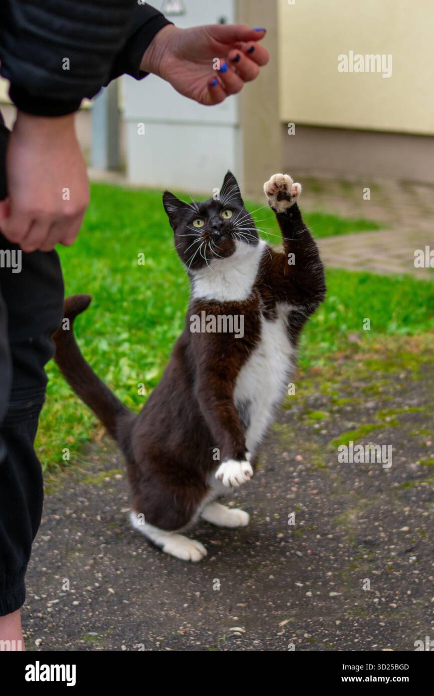 Tuxedo Kitty apparaît pour un high-cinq Banque D'Images