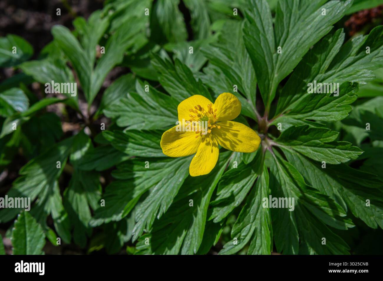 La floraison d'Anemonoides ranunculoides présente des pétales jaunes vibrants entourés d'un riche feuillage vert dans une forêt printanière sereine créant une atmosphère animée Banque D'Images