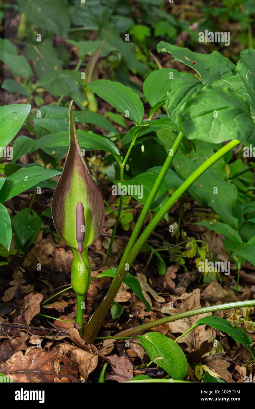 Arum maculatum communément connu sous le nom de pinte de Cuckoo émerge au début du printemps avec son inflorescence distinctive entourée d'un riche feuillage vert dans un w serein Banque D'Images