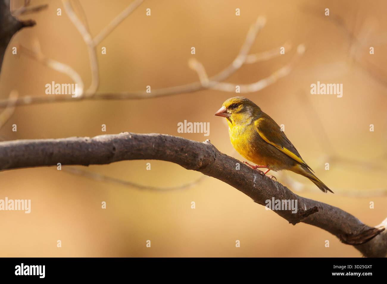 Femelle européenne greenfinch, Carduelis chloris sur un buisson sans feuilles Banque D'Images