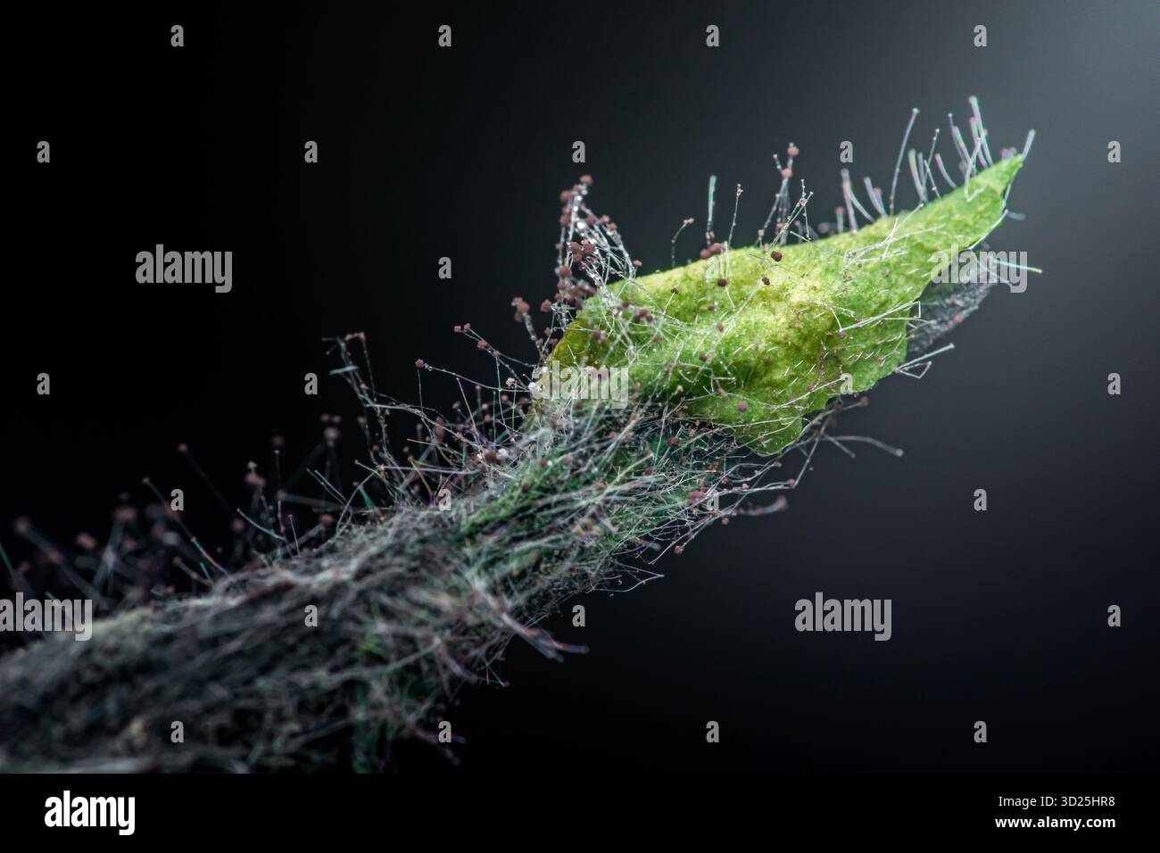 Des spores de moisissures filamenteuses et de champignons recouvrant une feuille de plante verte en décomposition dans une vue macro en gros plan, illustrant la décomposition naturelle et biologique Banque D'Images