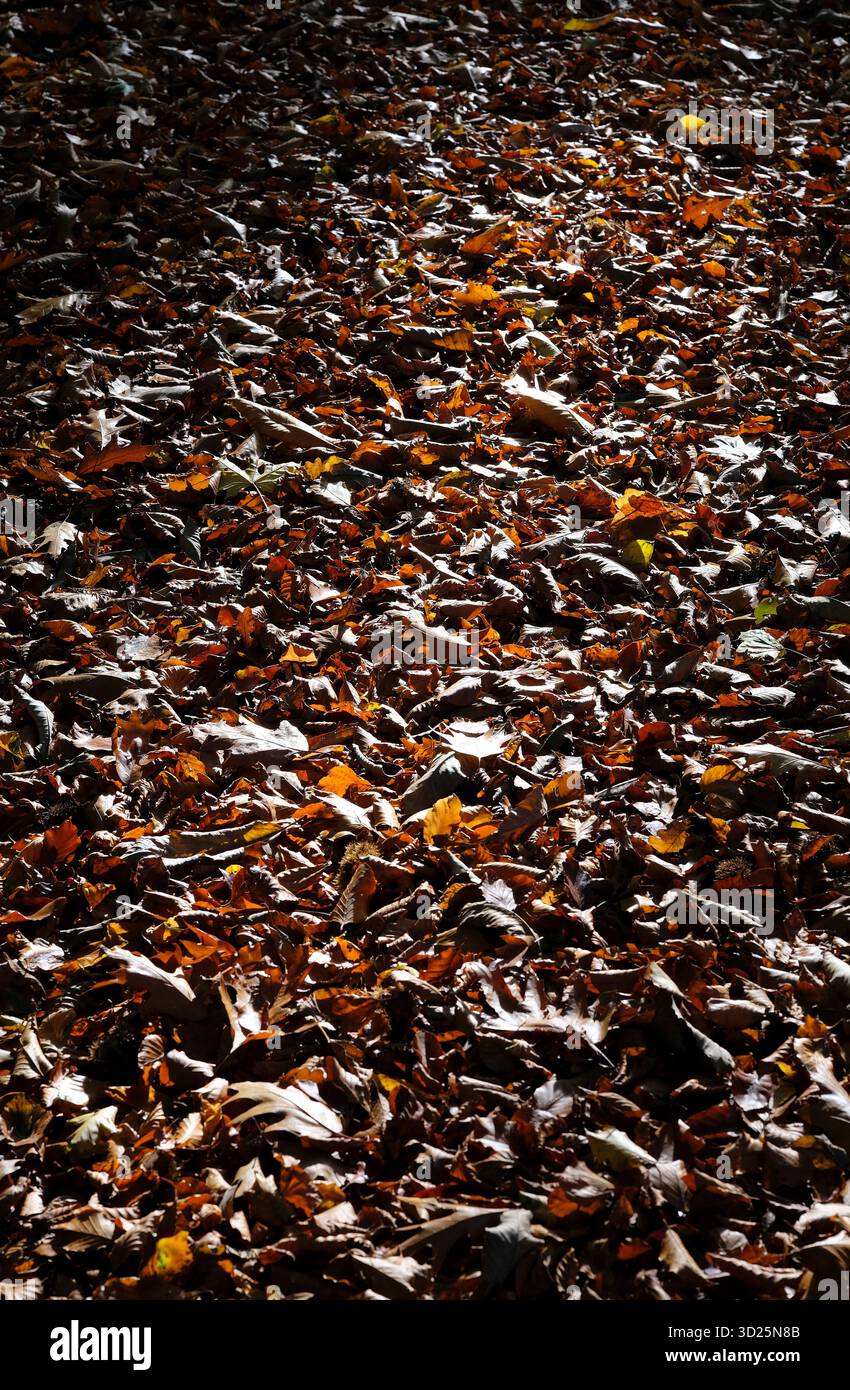 fond de feuilles d'automne, norfolk, angleterre Banque D'Images
