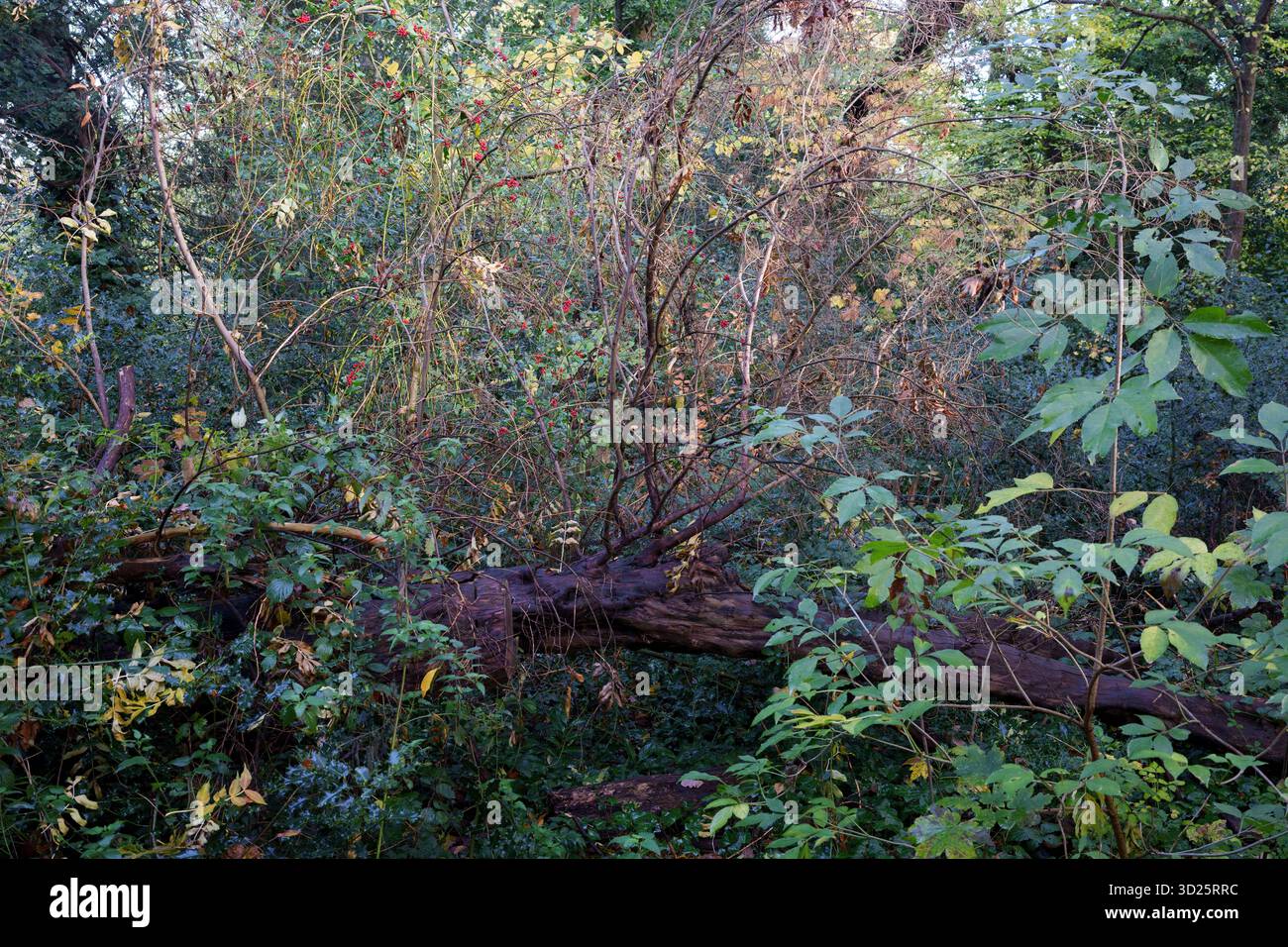Un paysage d'espèces de hêtres et de chênes d'automne dans les bois de Sydenham, le 30 octobre 2025, dans le sud de Londres, Angleterre. Banque D'Images