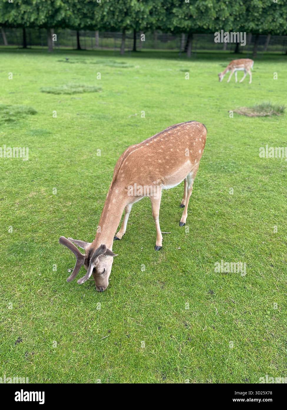 Cerfs en jachère pâturant sur l'herbe verte au Dunham Massey Country Park, Altrincham, Greater Manchester Banque D'Images