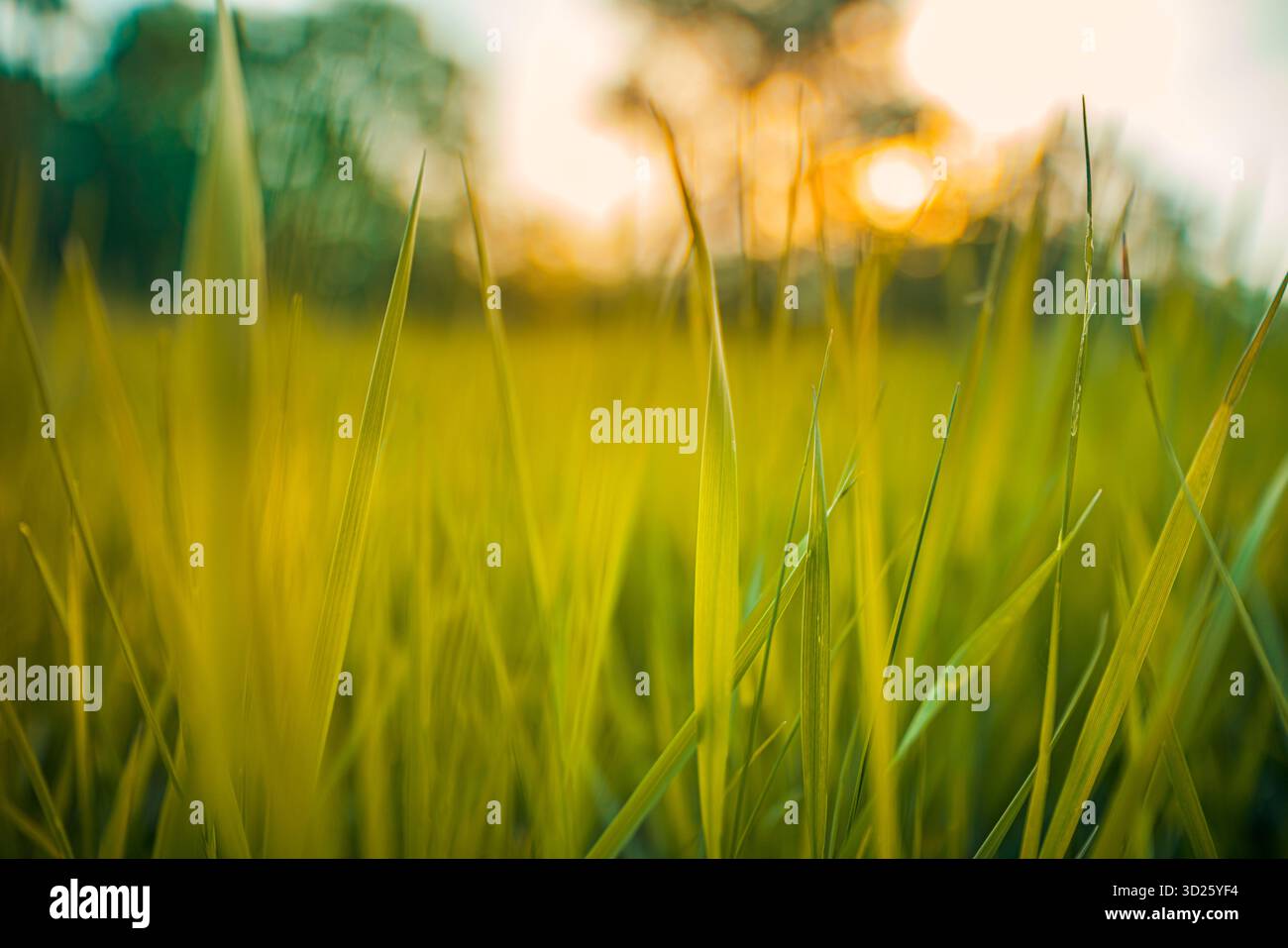 Prairie d'herbe verte brillant dans un coucher de soleil doré chaud avec un doux bokeh. Champ de nature en contre-jour. Paysage estival paisible de la campagne en plein air Banque D'Images