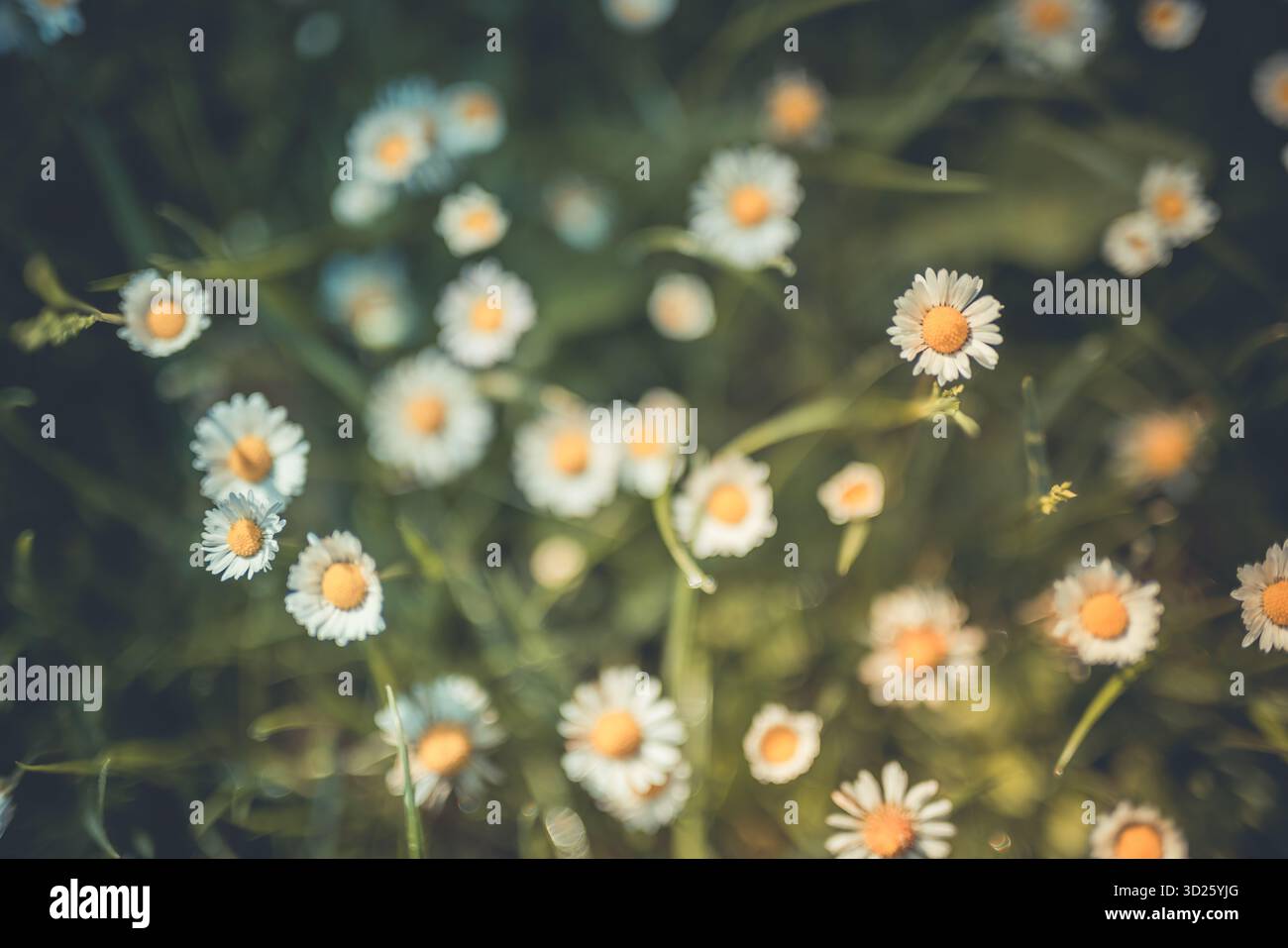 Fleurs de marguerite de camomille dispersées sur un pré vert pastel estival au ton vintage. Champ floral sauvage. Scène printanière paisible de la nature à la campagne Banque D'Images