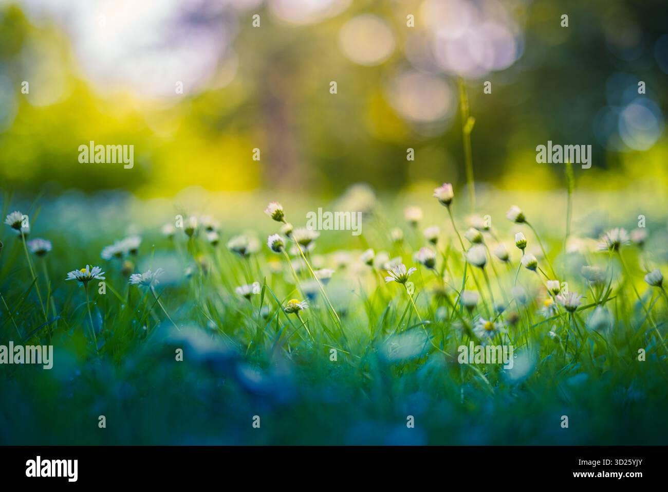 Fleurs de marguerites blanches dans une prairie d'été verte avec un flou doux et une lumière arrière. Champ de fleurs sauvages frais. Scène florale printanière naturelle de campagne paisible Banque D'Images