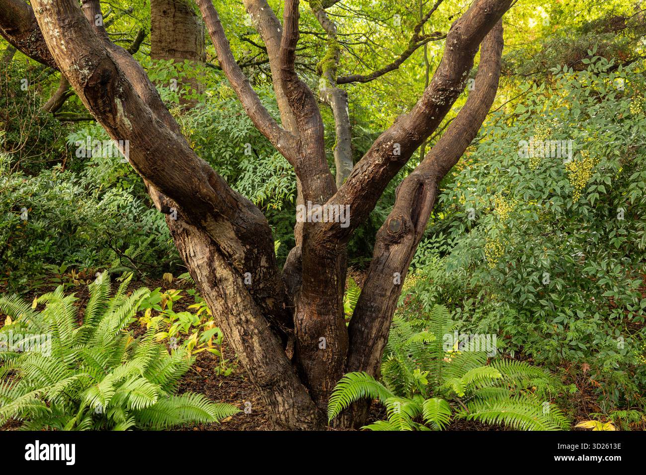 WA28713-00...WASHINGTON - base compliquée d'un arbre avec des fougères épées à sa base au jardin Kubota. Banque D'Images