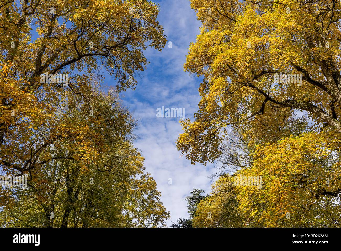 Canopée d'arbres avec des feuilles d'automne jaune vif contre un ciel bleu avec des nuages Banque D'Images