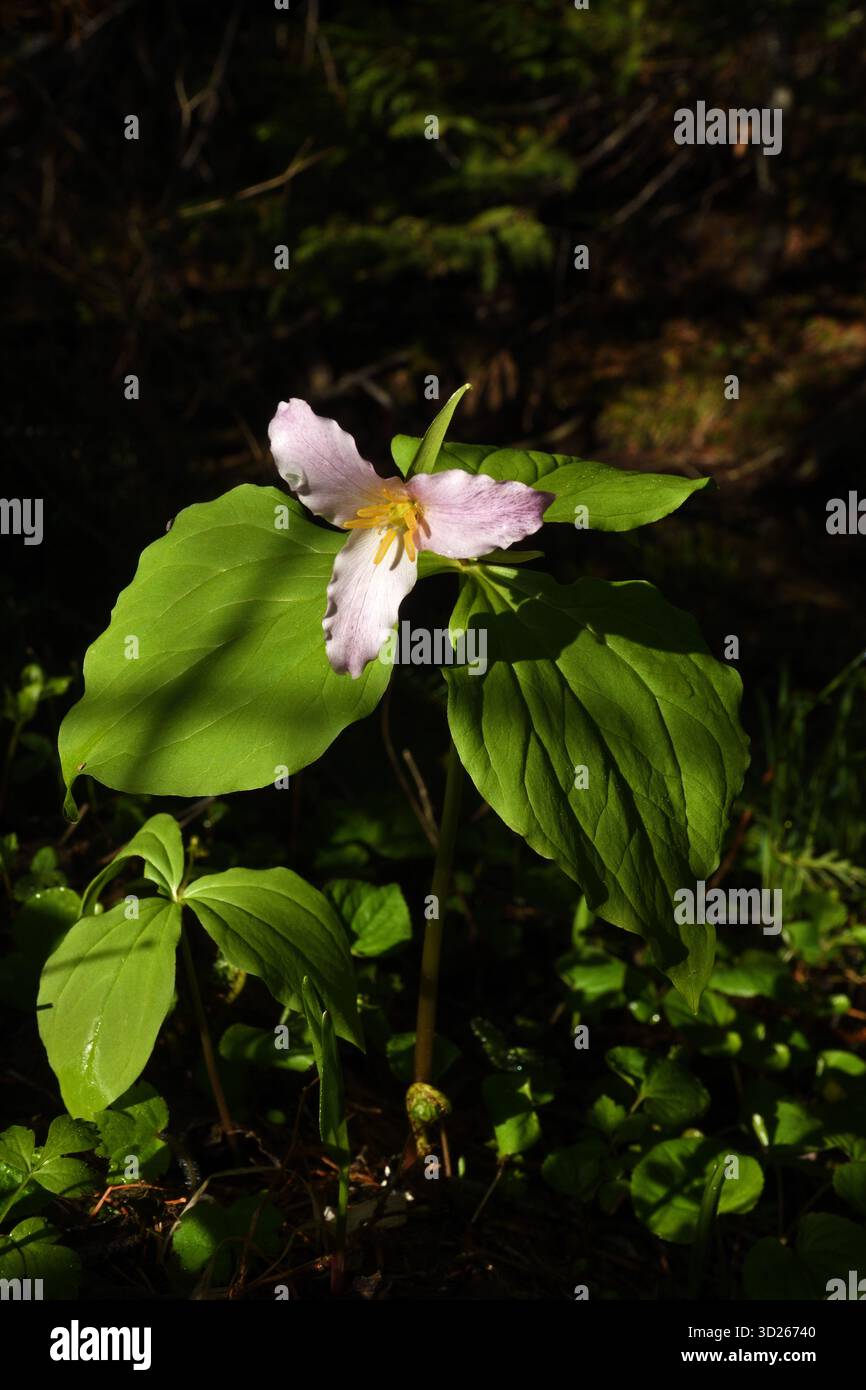 Trillium occidental (Trillium ovatum) dans une forêt de conifères au printemps. Yaak Valley, Montana. Banque D'Images