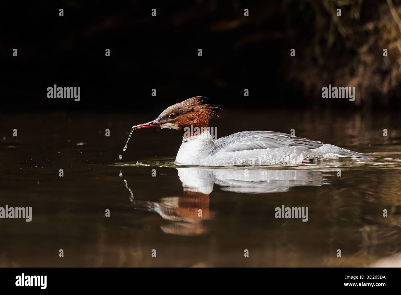 La femelle commune (nord-américaine) ou goosander (eurasienne) (Mergus merganser) Banque D'Images