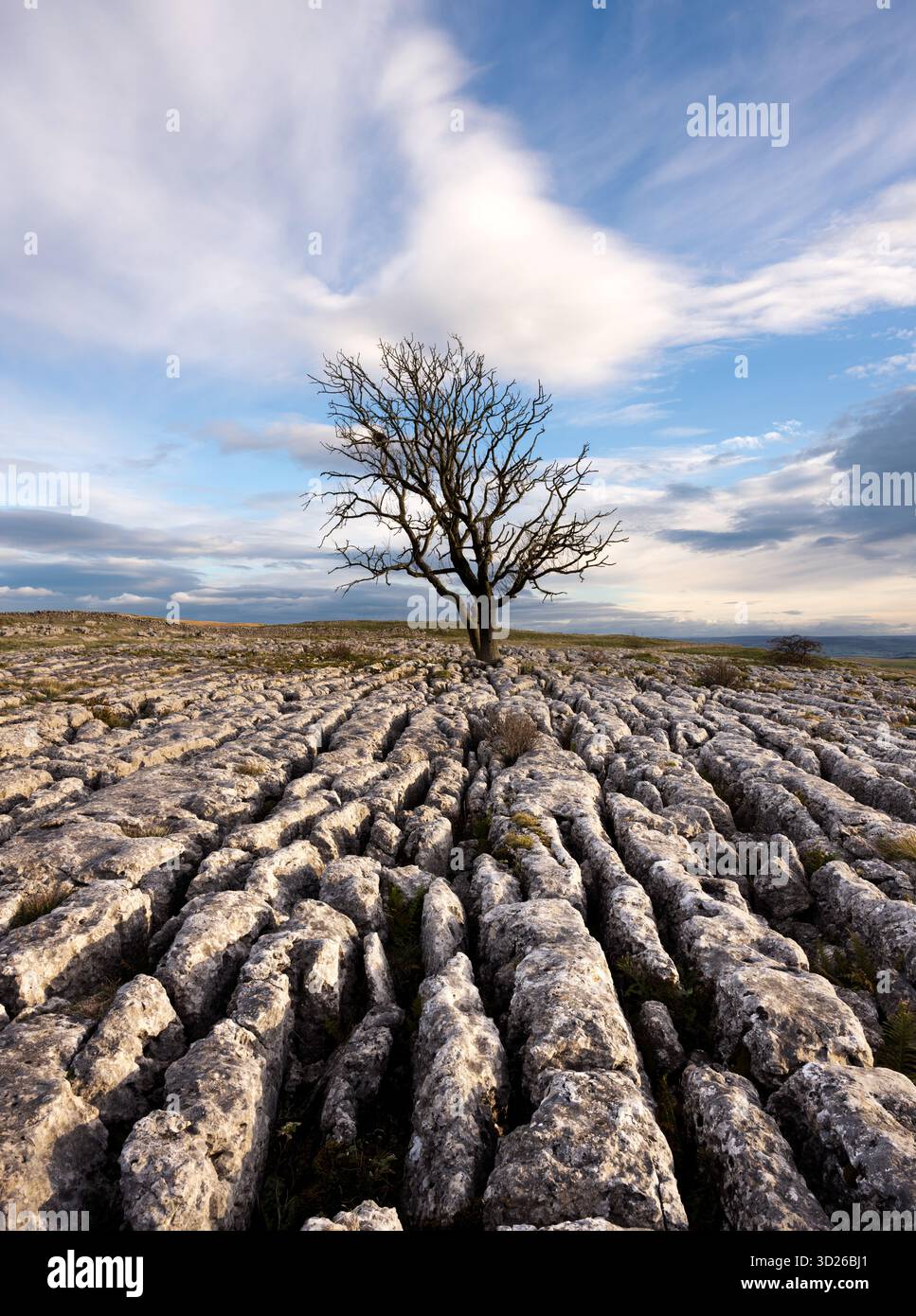 Un arbre solitaire sur un trottoir calcaire au-dessus du village de Malham, Yorkshire Dales National Park, Royaume-Uni Banque D'Images