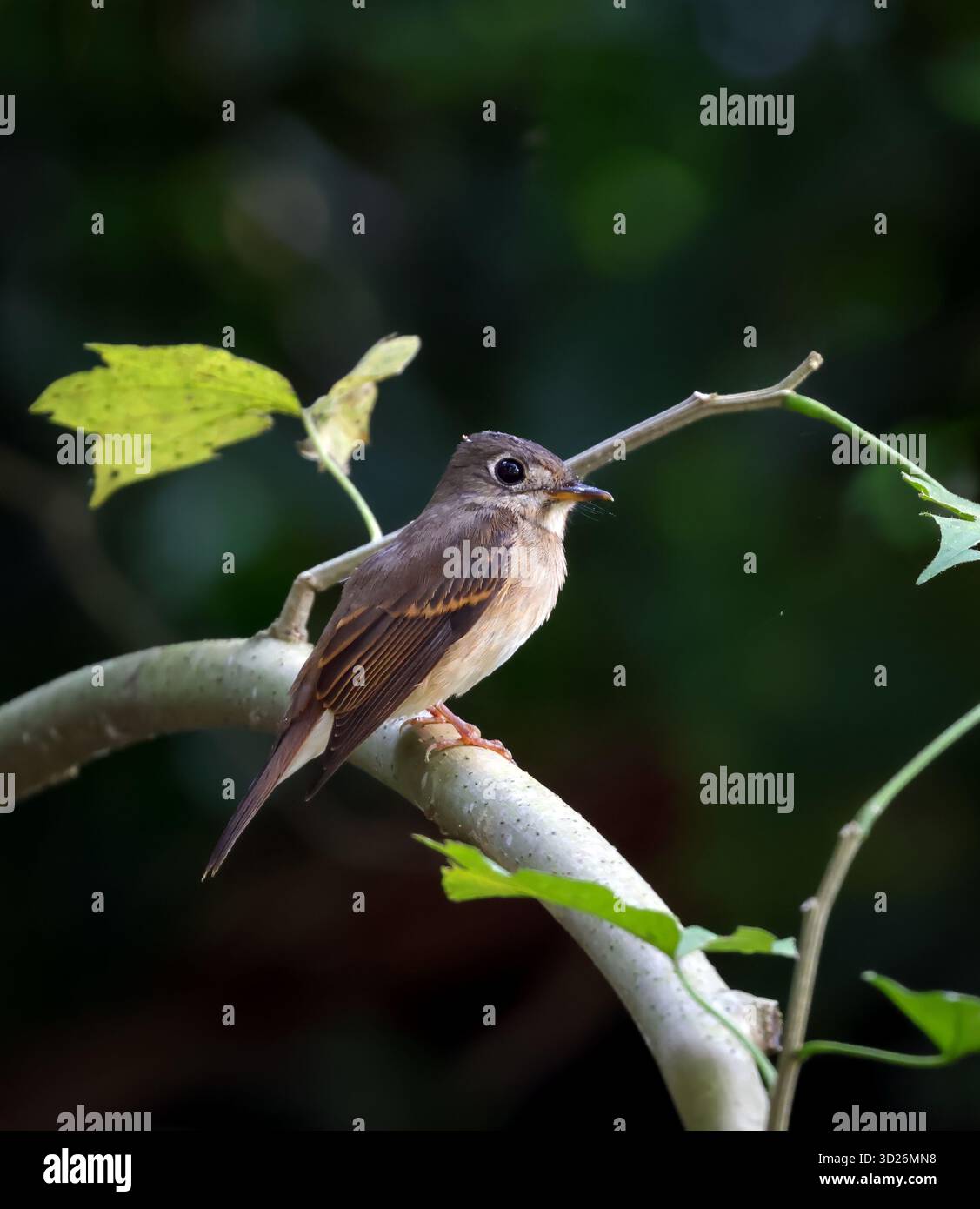 Le mouche à poitrine brune ou mouche de Layard est un petit oiseau passereau de la famille des mouches Muscicapidae. Banque D'Images