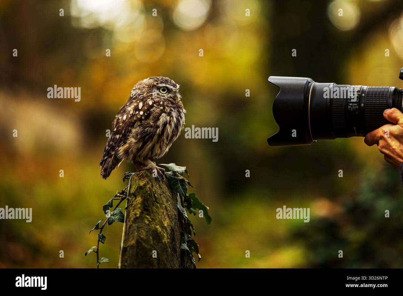 Petit hibou (Athene noctua) avec un objectif qui prend des photos de lui Banque D'Images