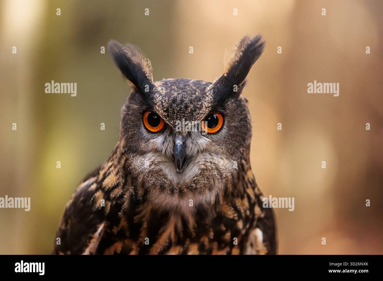 Portrait en gros plan de l'aigle eurasien (Bubo bubo) Banque D'Images