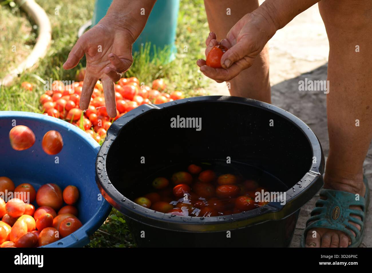 Mains jetant des tomates dans un bol bleu à côté d'un bol noir avec de l'eau sur l'herbe. Scène de moisson estivale en extérieur. Banque D'Images