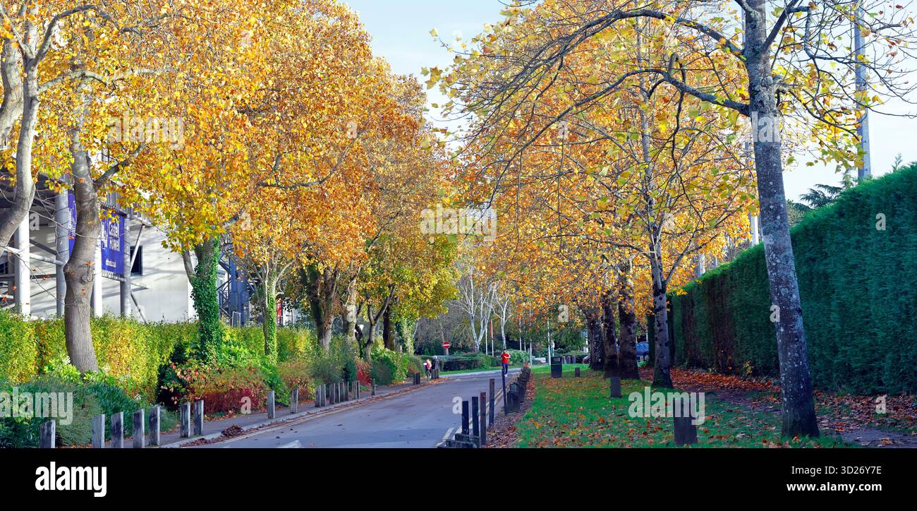 Scène d'automne avec vue latérale du bâtiment de cricket du comté de Glamorgan (Criced Morgannwg), jardins de Sophia, Cardiff .. Automne. Prise en octobre 2025 Banque D'Images