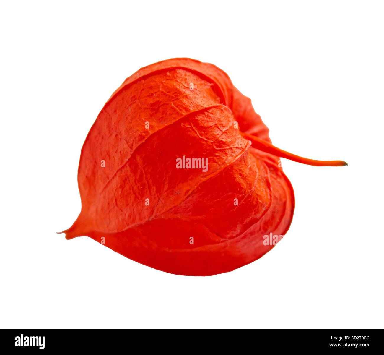 Gros plan groseille à maquereau Orange Cape, physalis isolé sur fond blanc avec pleine profondeur de champ avec chemin de coupe. Élément de conception pour cartes, invitati Banque D'Images
