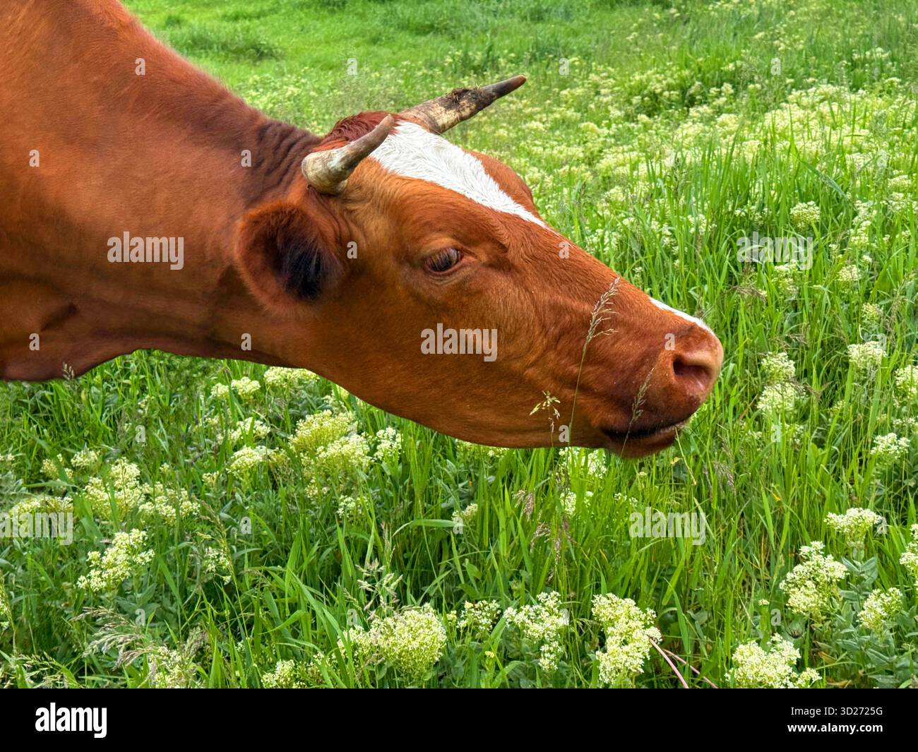 Vache pâturant sur le pâturage. Banque D'Images