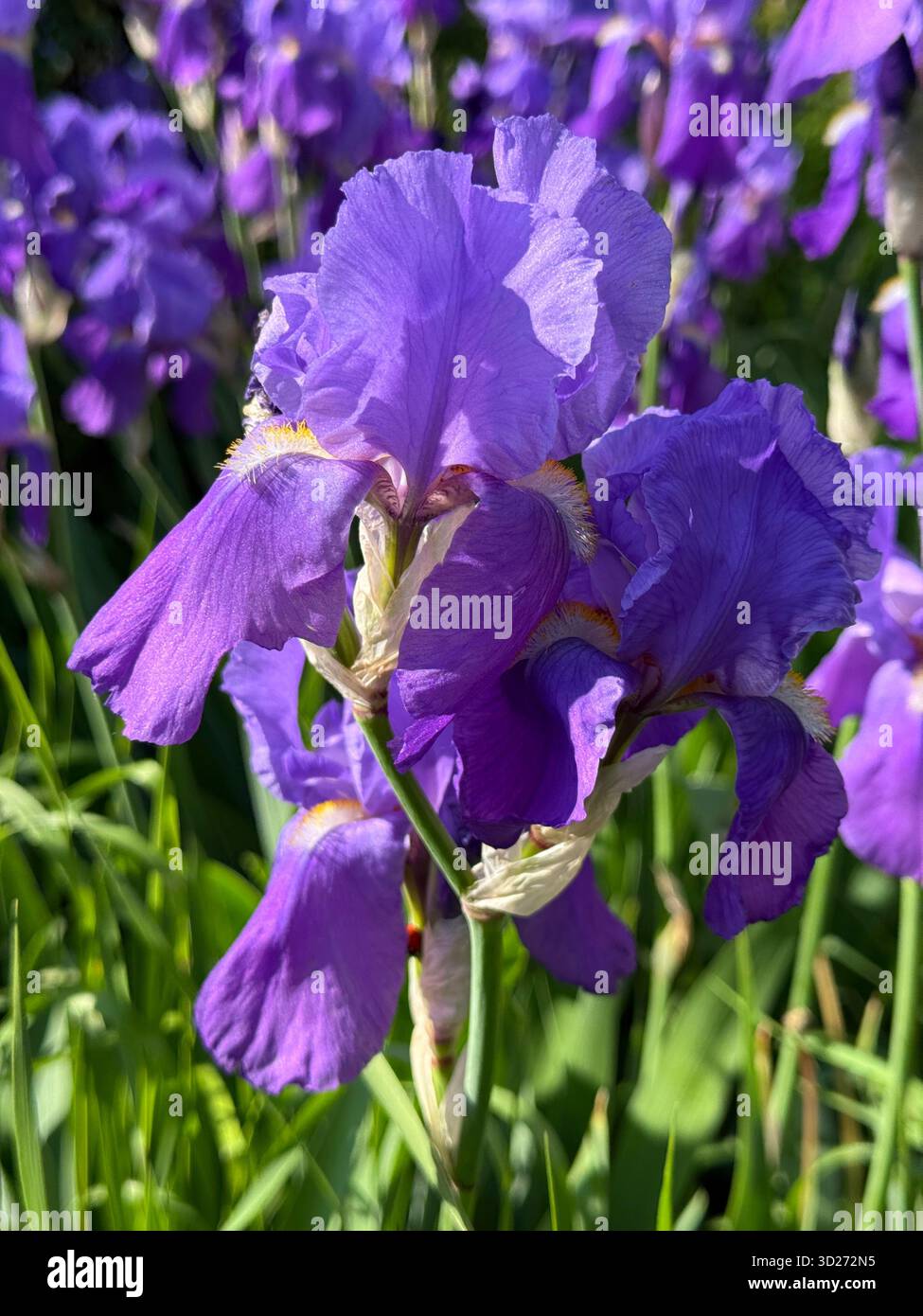Belles fleurs d'Iris délicates fleurs violettes Banque D'Images