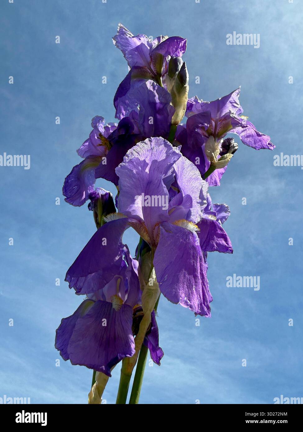 Belles fleurs d'iris violettes contre le ciel Banque D'Images