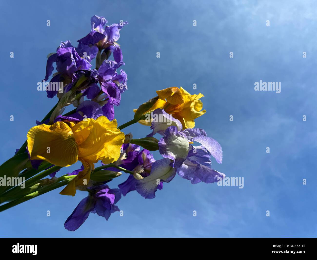 Bouquet de fleurs jaunes et violettes d'iris sur ciel bleu Banque D'Images