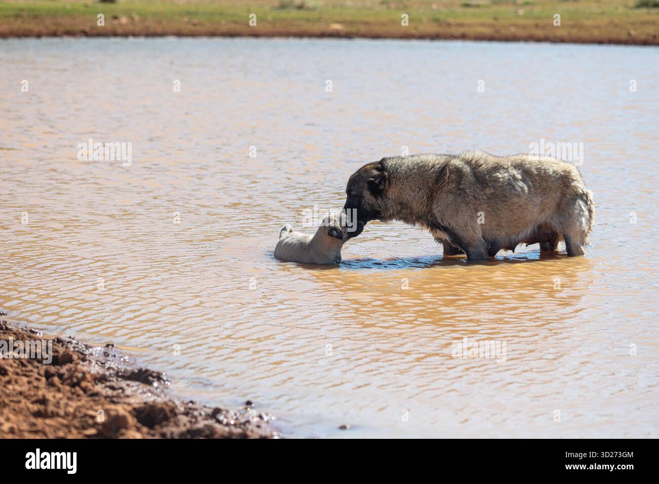 Un grand chien de berger (Kangal/Anatolian Shepherd Dog) avec son chiot dans un étang. Rural, mère et chiot amour, vie naturelle. Banque D'Images
