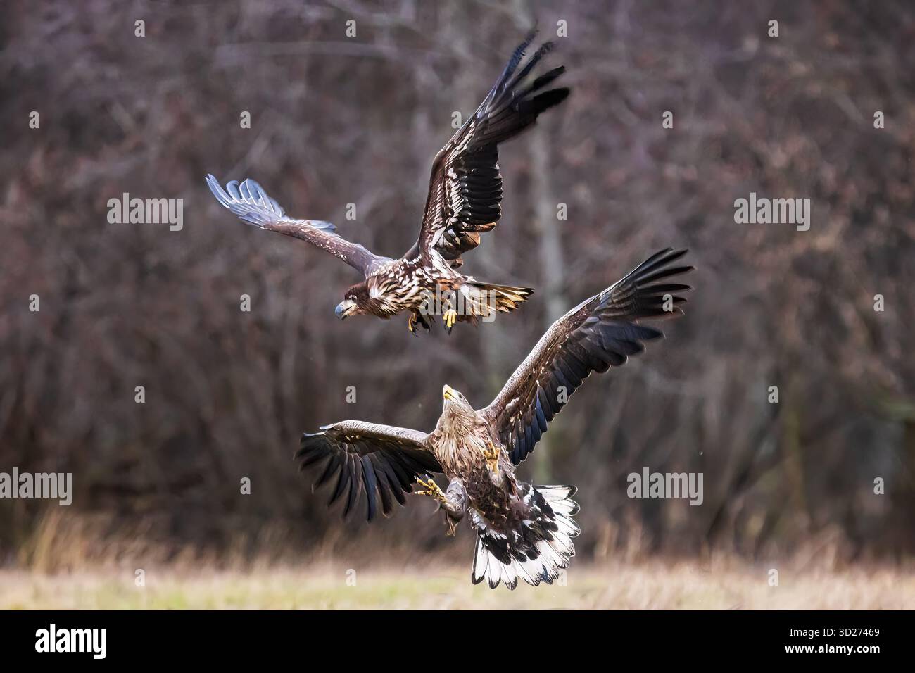 Aigle à queue blanche femelle (Haliaeetus albicilla) s'attaquant mutuellement Banque D'Images