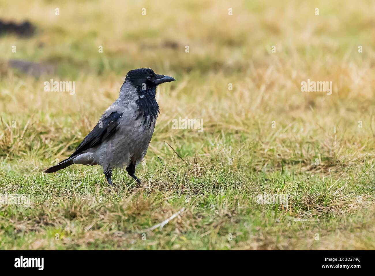 Le corbeau à capuche (Corvus cornix), également appelé corbeau échaudé ou hoodie dans l'herbe Banque D'Images