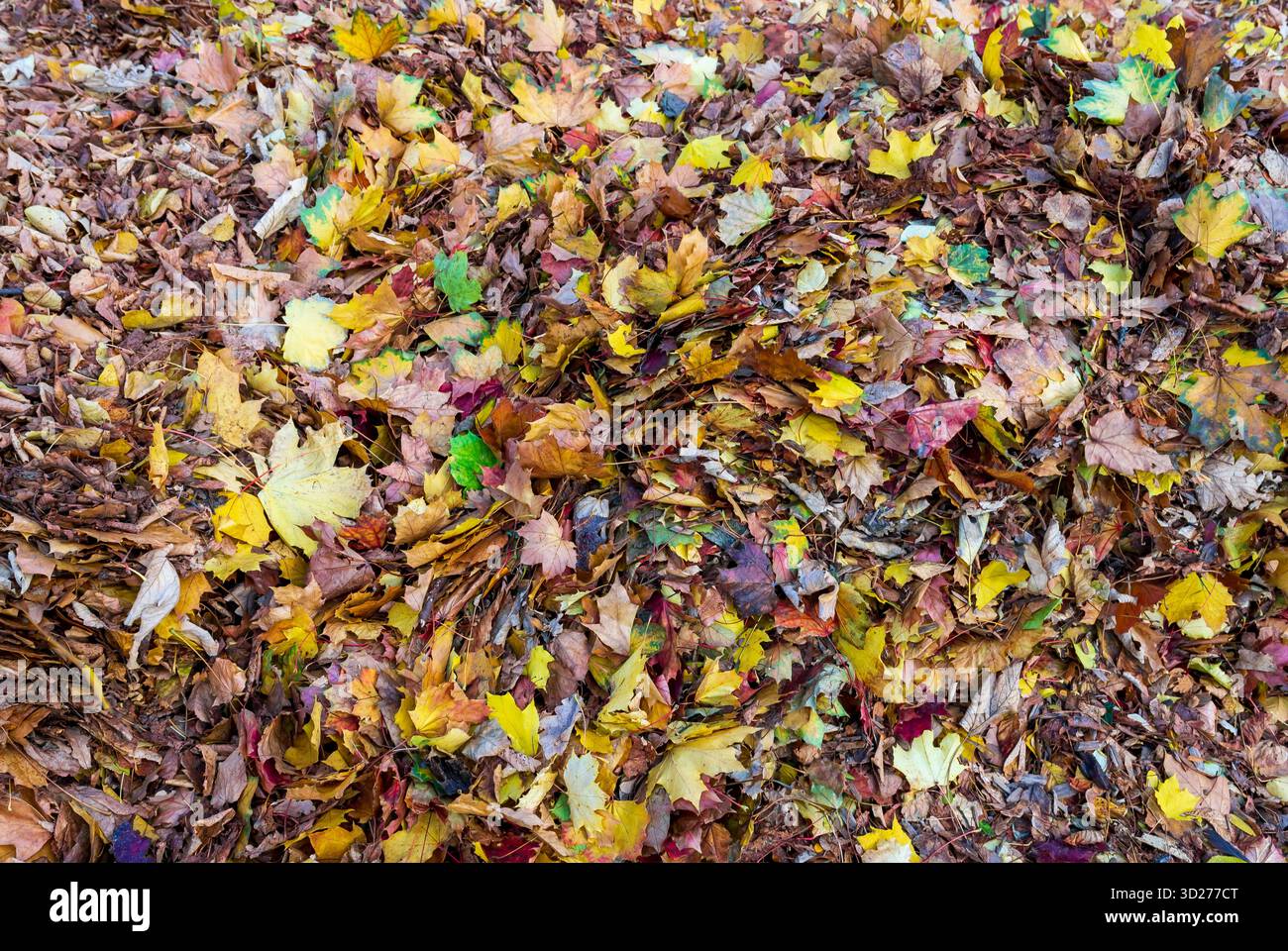Vue détaillée des feuilles d'automne tombées formant une texture colorée dense. Gros plan sur l'arrière-plan de la saison d'automne. Banque D'Images