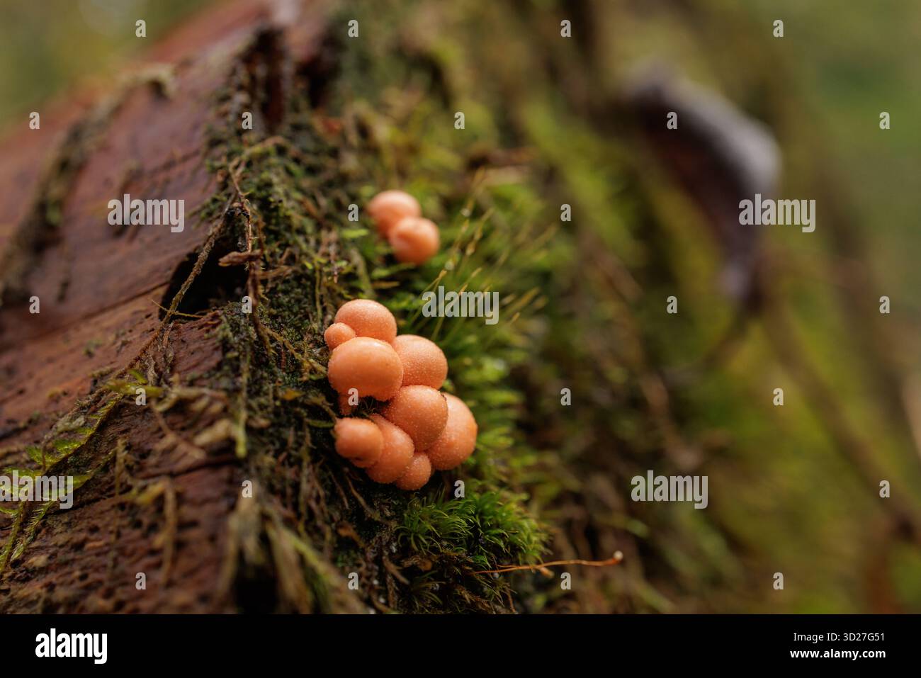 Minuscule moisissure de boue orange fructifiant sur une bûche moussue, scène de macro-forêt montrant la décomposition et la biodiversité avec bokeh doux et espace de copie. Banque D'Images